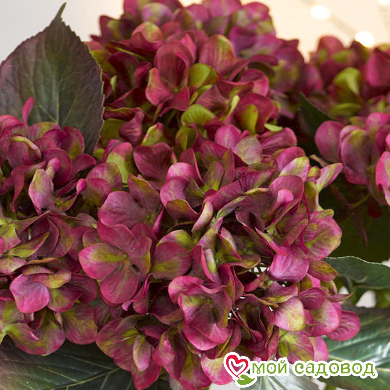 Гортензия Дуболистная Бургунди ЗКС