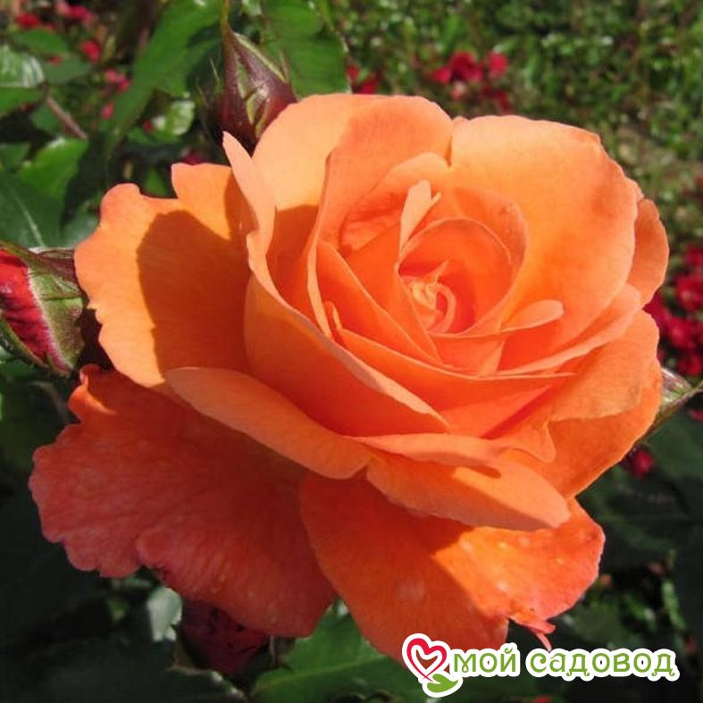 Роза Мильва