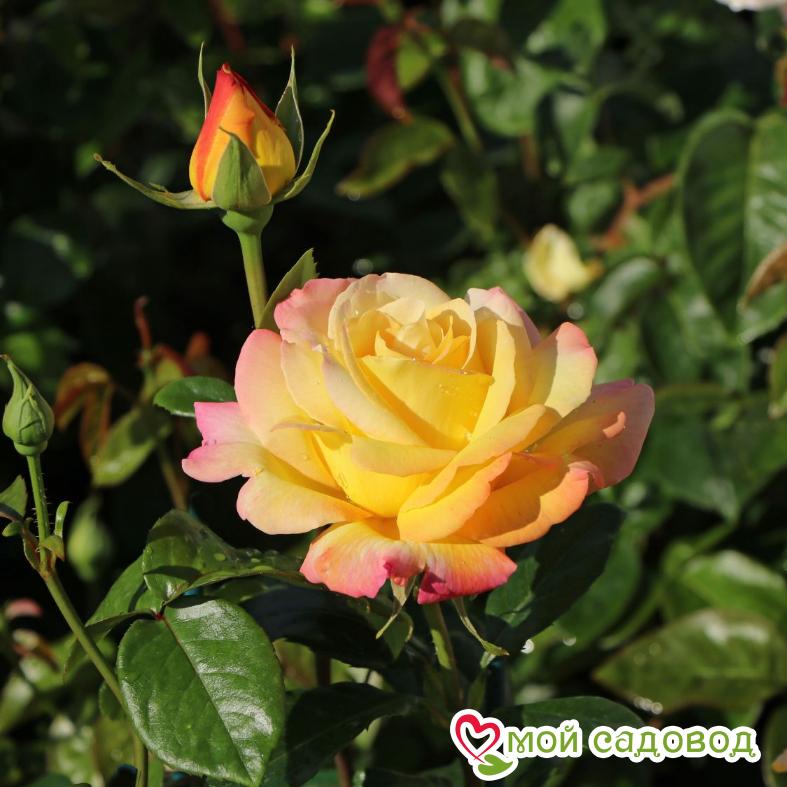 Роза Глория Дей