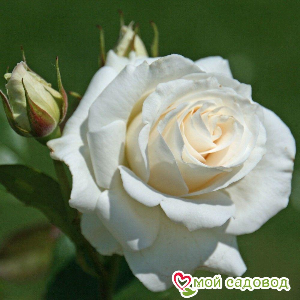 Роза чайно-гибридная Анастасия