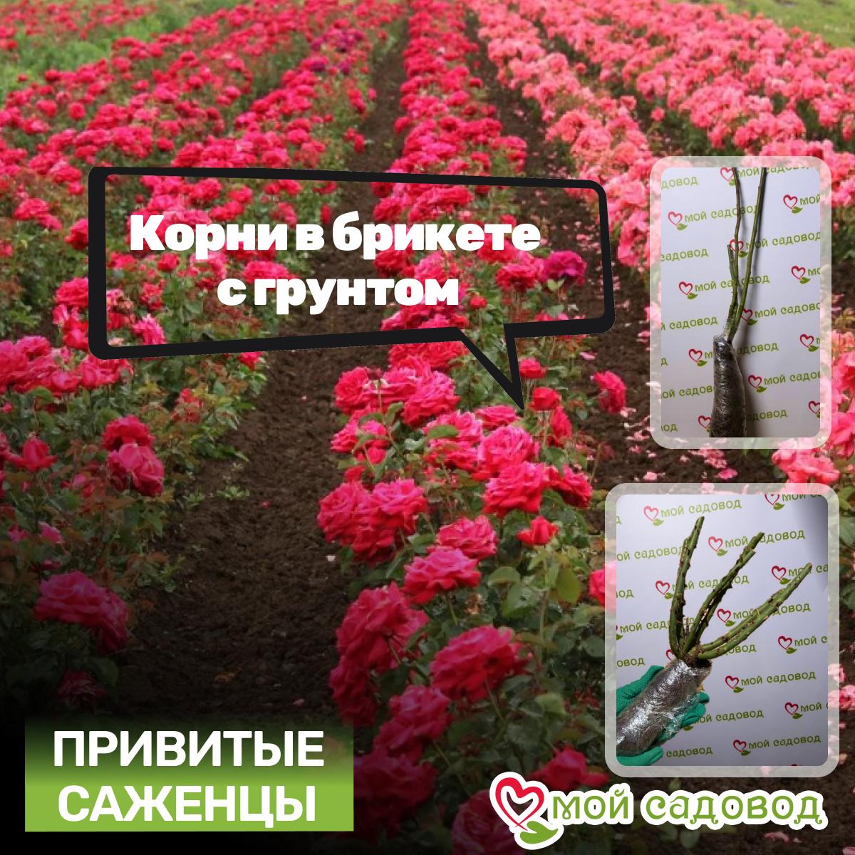 Роза ЛандЛуст