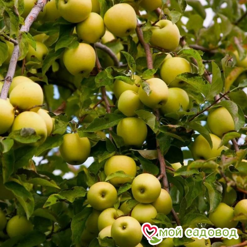 Яблоко-груша Голден Делишес