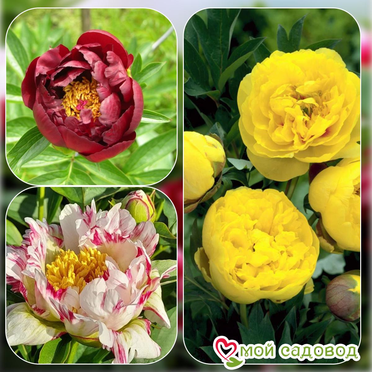 Комплект Пионов - Эксклюзив!